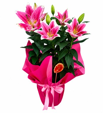 Pembe Rüya Lilyum