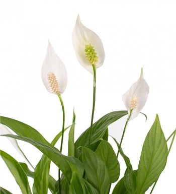 Barış Çiçeği - Spathiphyllum Ambalajlı