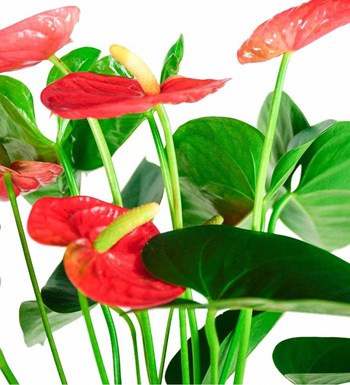Antoryum - Anthurium Beyaz Nora