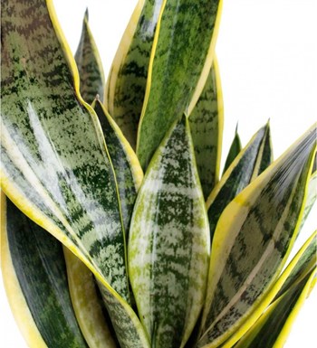 Paşa Kılıcı - Sansevieria Laurentii Kırmızı
